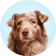 Chien